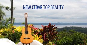 NEW Cedar Top Concert Beauty